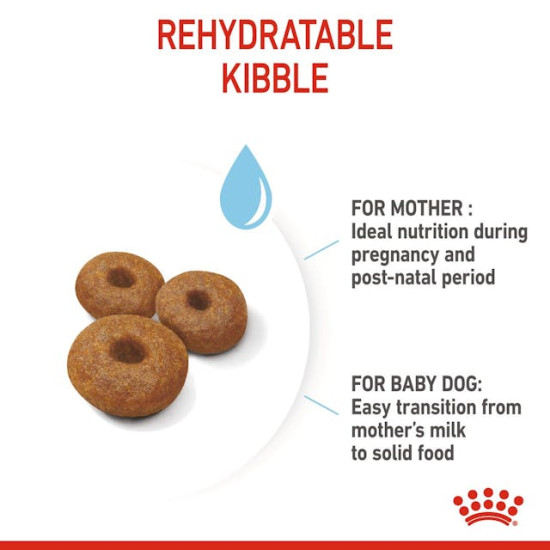 Royal Canin Maxi Starter Mother & BabyDog – Hrană Uscată pentru Femele Gestante, Lactante și Pui de Câine de Talie Mare – 15 kg